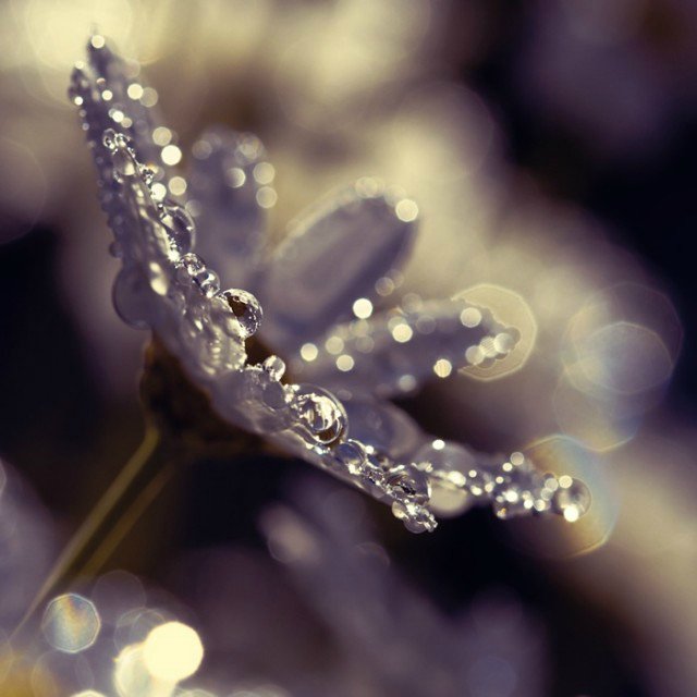 Капелька :) — Интересное и необычное: фотоподборки