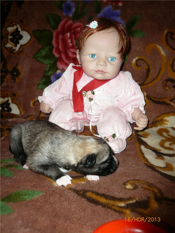 Куклы и собаки. Радость в нашем доме