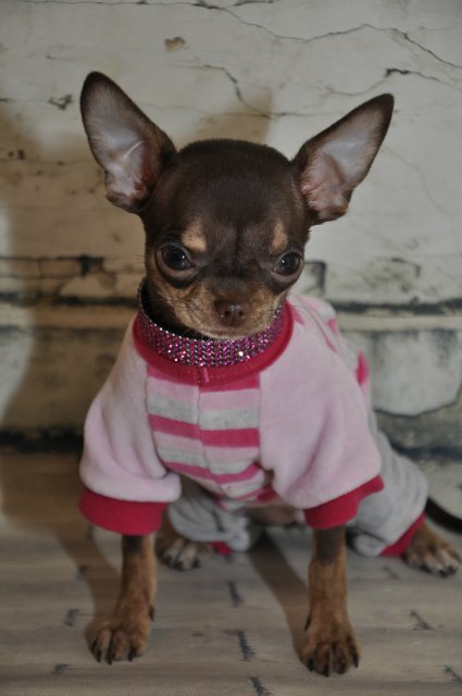 Лайла (Кайе Виггз) с Феней (чишечка). Надеюсь, что любителей собачек на сайте также много, как и поклонников кукол от Кайе