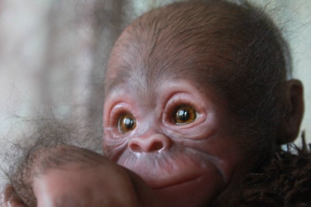 Обезьянка Bindi кукла реборн Элины Кудрявцевой (фото 2)