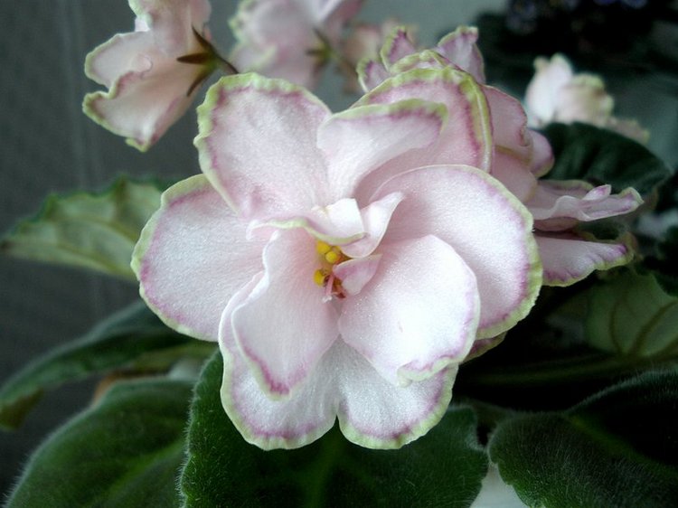 Еще немного о сумасшествии