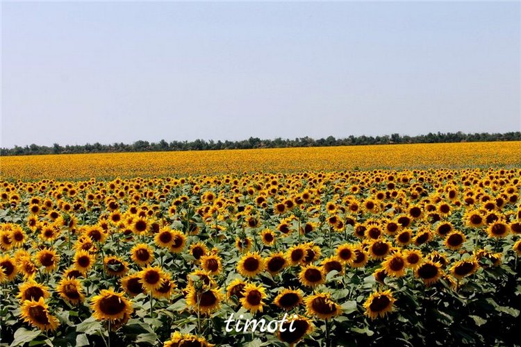 Солнечная девочка Ларина от D.I.M(мой make- up) (фото 3)