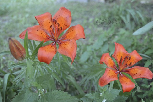 Яркие краски. Вихтели Rosemarie Anna Muller