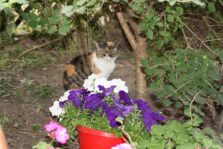 Солнечный денек в саду. Часть вторая - три подружки