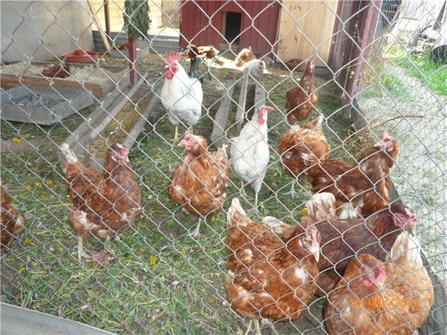 Розочка! Встреча сестренок