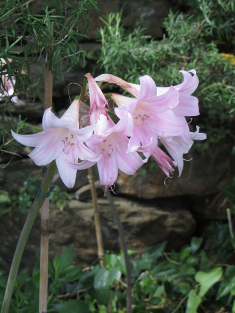 Моя Италия. Часть 2 - Леванто, Манарола