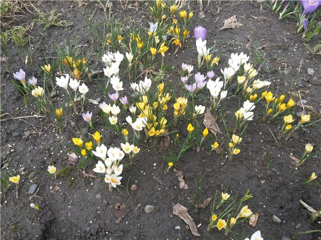 Поездка за подснежниками. Или просто Корппи | Бэйбики Поездка за подснежниками. Или просто Корппи (фото 2)