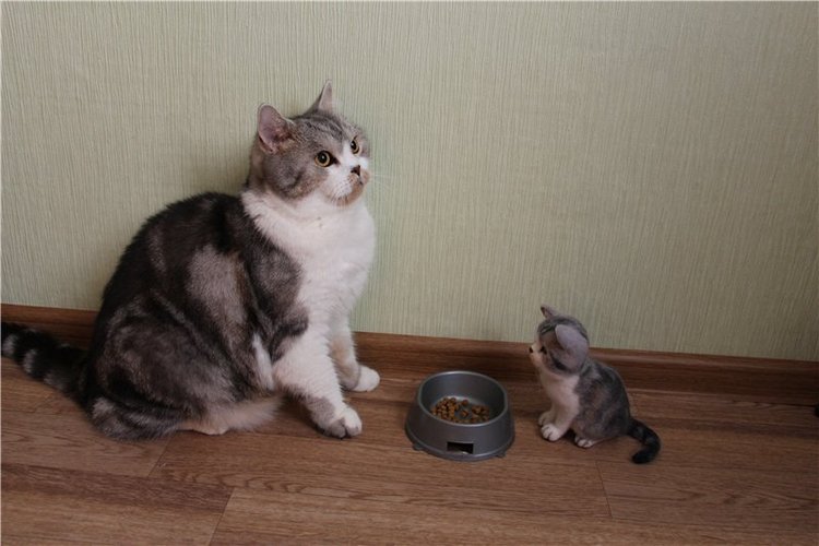 Котик Дени. Авторская игрушка Анны Ястрежембовской