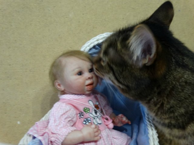 Моего кота не волнуют конкурсы, он просто любит фотографироваться