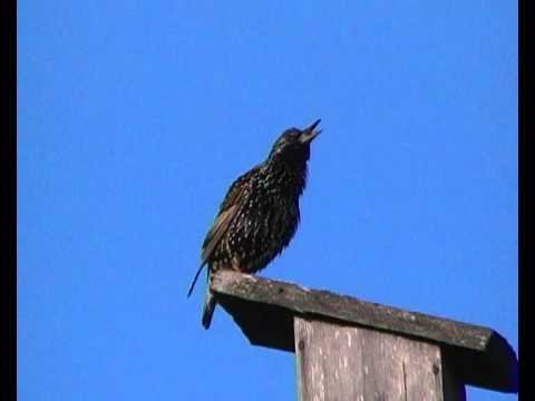 Марселька и тролли рассаду сажали, а бабочка с пчелкой им помогали... По следам конкурса "Моя Весна"