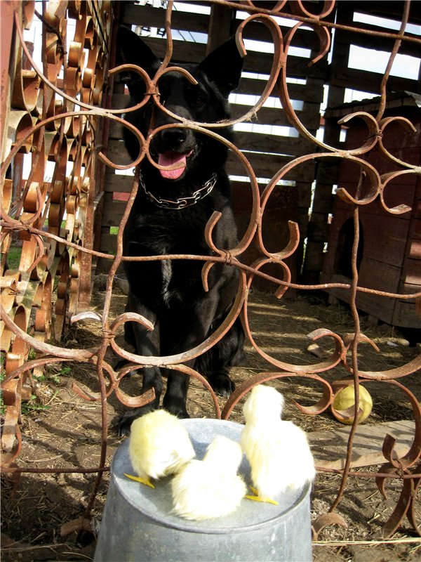 С праздником! Наше жёлторотое пополнение