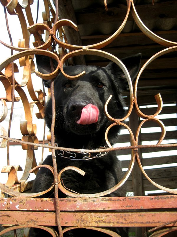 С праздником! Наше жёлторотое пополнение
