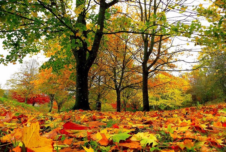 Красотка-осень — Болталка и разговоры обо всем: жизнь