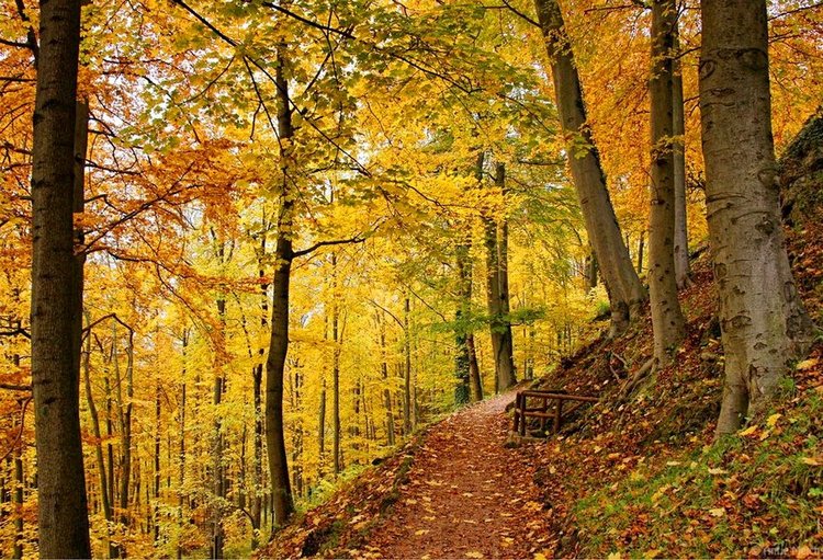 Красотка-осень — Болталка и разговоры обо всем: жизнь