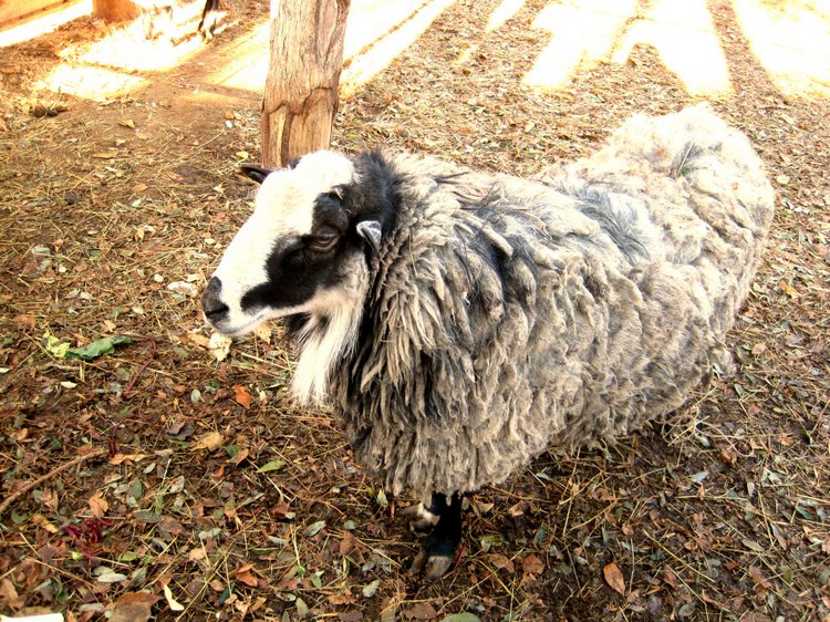 Путешествие к морю. Коллекционная кукла Фрося. Flori, Rolanda Heimer, Schildkrot