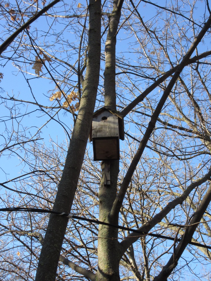 Утренняя прогулка в парке Горького с Соломоном и Анхен, или О сложностях гуляния с собакой и куклой одновременно