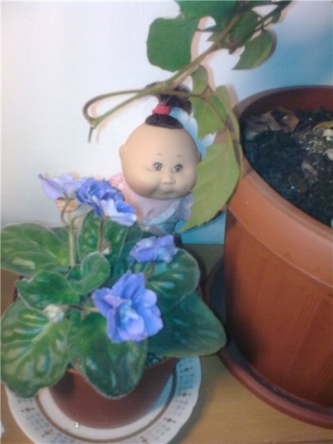 Капустинки играют в прятки (фото 6)