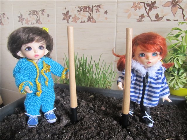 "Мастер-класс" по посадке огорода (фото 8)