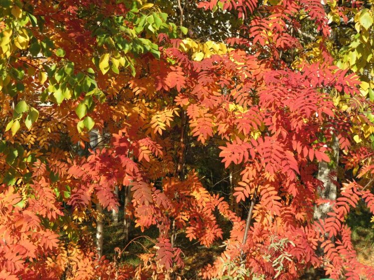 Люблю я пышное природы увяданье (фото 8)