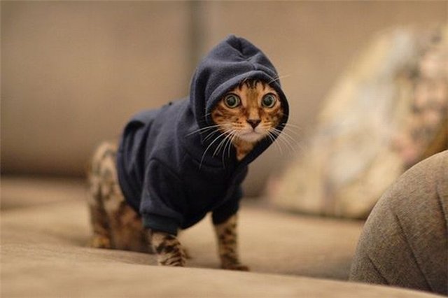 Кошачий позитив — Интересное и необычное: фотоподборки (фото 8)