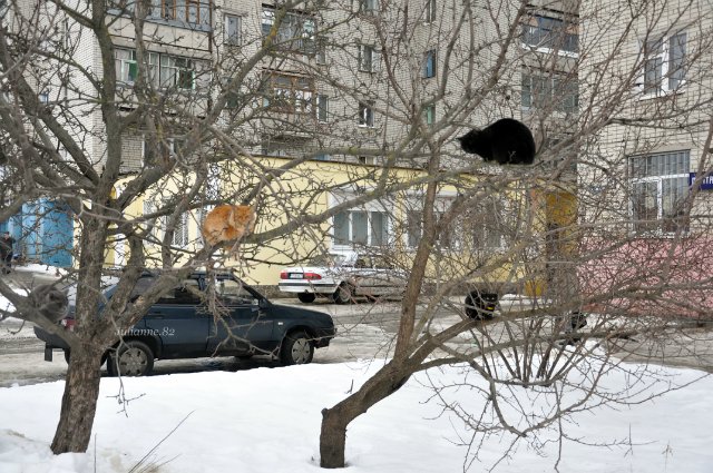 Коты прилетели... первые вестники весны (фото 5)