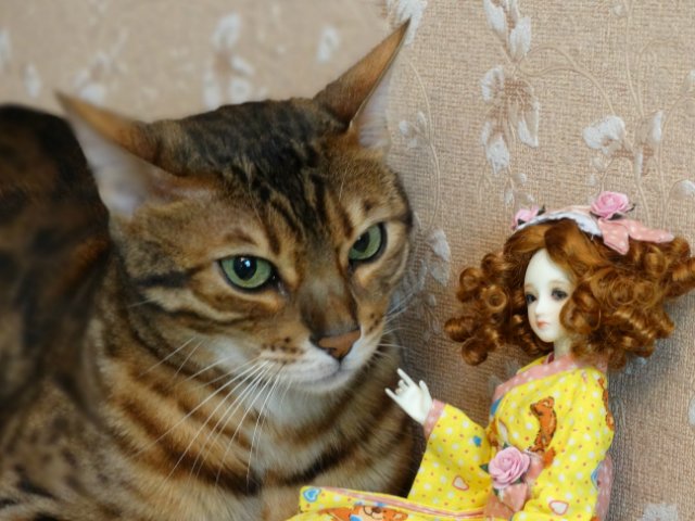 Метелька и её новый друг | Бэйбики Метелька и её новый друг — Куклы Souldoll (Соулдолл): BJD (БЖД)