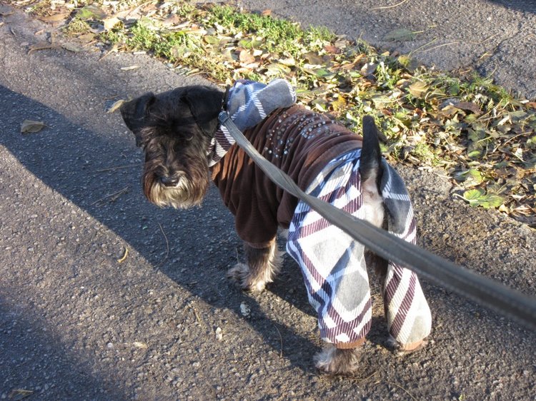 Утренняя прогулка в парке Горького с Соломоном и Анхен, или О сложностях гуляния с собакой и куклой одновременно