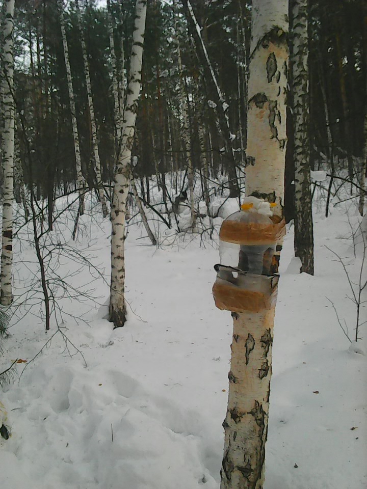 Интересное наблюдение за птицами у кормушки