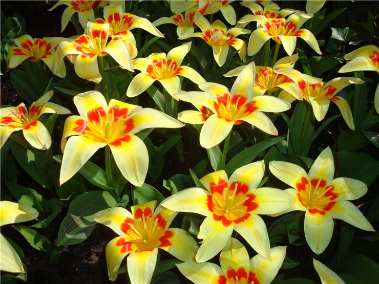 Парк цветов в Кеукенхоф (Keukenhof) в Нидерландах (Голландия)