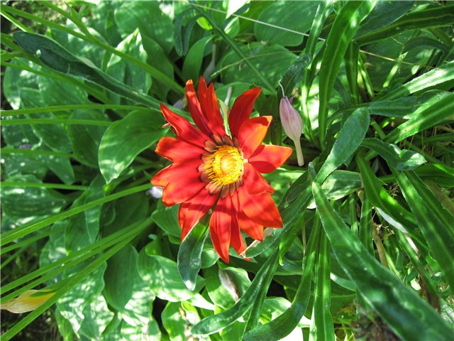 Выходной на природе — Куклы Cabbage Patch Kids (Капустки): винтаж 80 (фото 3)