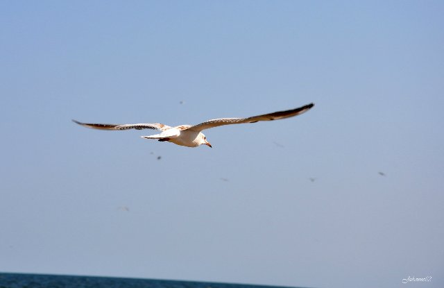 А...МОРЭ...МОРЭ...!!! Littlefee Bisou (Герда) на отдыхе