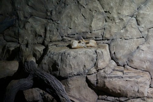 Воронежский океанариум — Туризм и путешествия: фотоотчеты из поездок (фото 4)