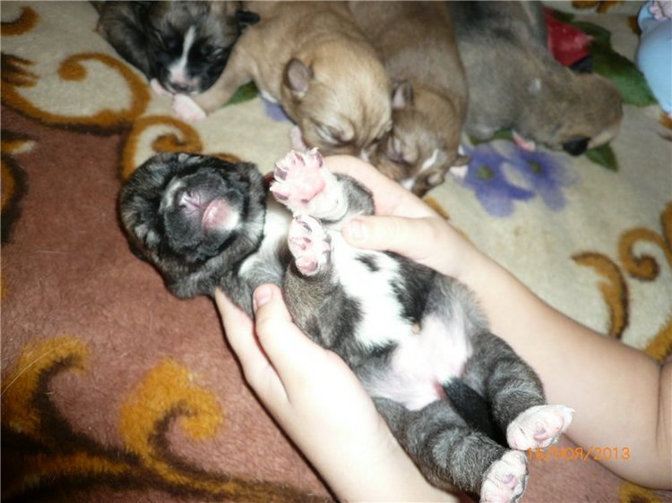 Куклы и собаки. Радость в нашем доме (фото 7)