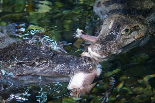 Воронежский океанариум — Туризм и путешествия: фотоотчеты из поездок