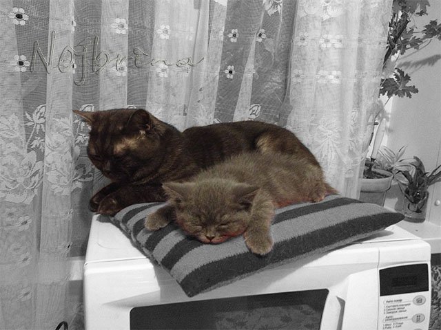 Серый кот. Вихтели Schildkroet (фото 10)