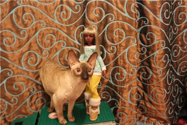 Просто Маня... Манон, Лилликэт