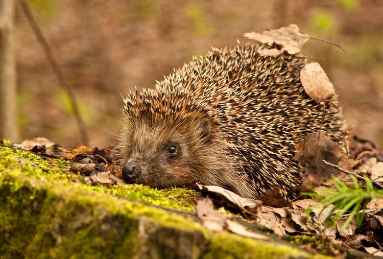 Красотка-осень — Болталка и разговоры обо всем: жизнь