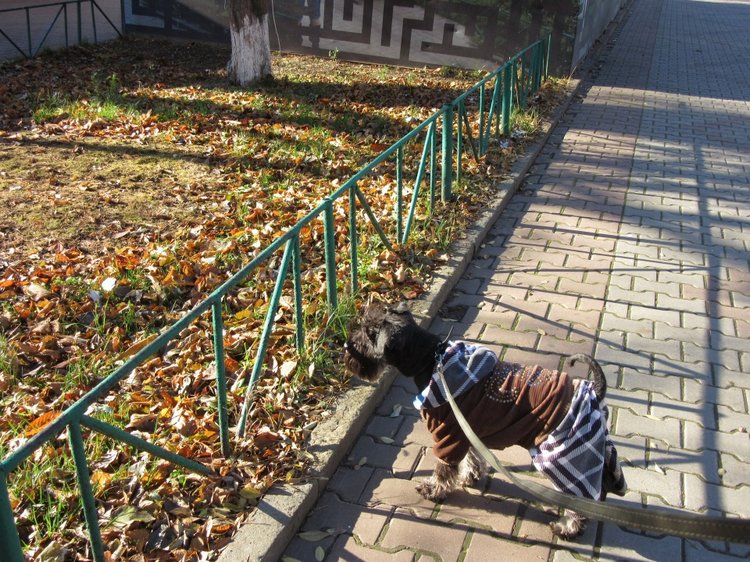 Утренняя прогулка в парке Горького с Соломоном и Анхен, или О сложностях гуляния с собакой и куклой одновременно