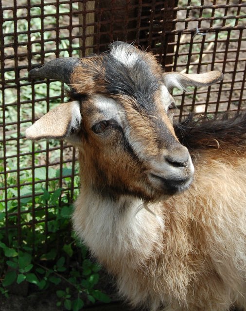 Помошница, хозяюшка Олюшка (Bettina Feigenspan-Hirsch / Zapf )