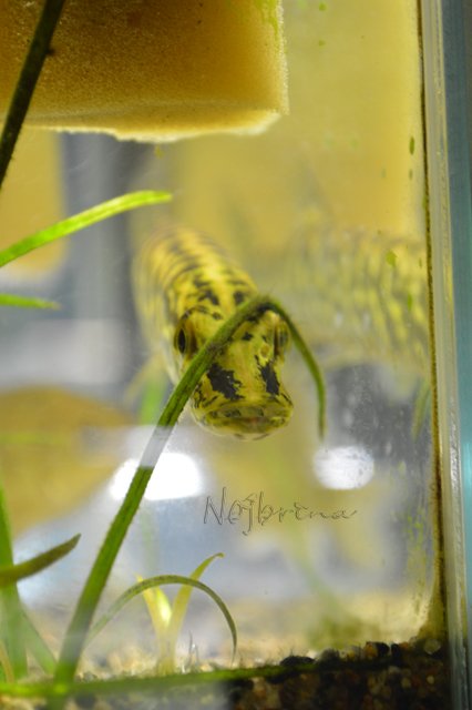 Питер - самый лучший город на земле! Вихтель Rosemarie Anna Muller