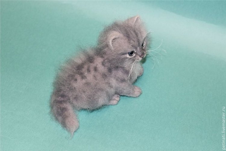 Ты откуда появился маленький (фото 7)