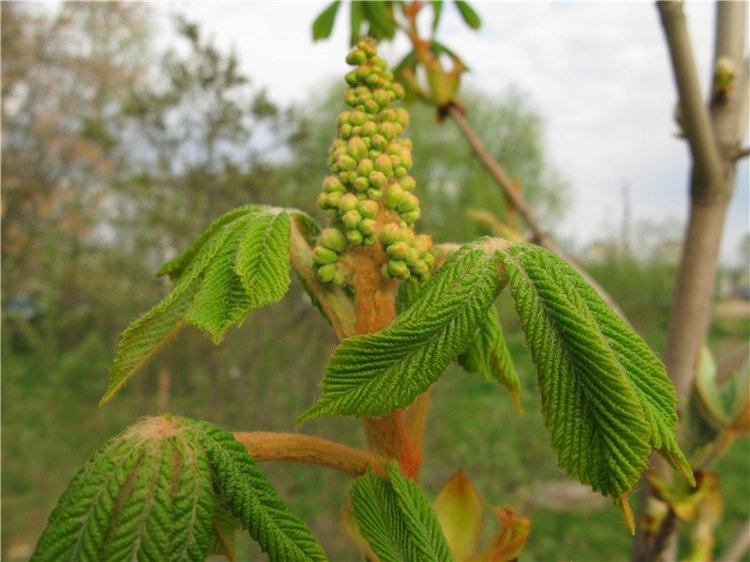 Тверская прогулка вдоль Волги - Матушки реки