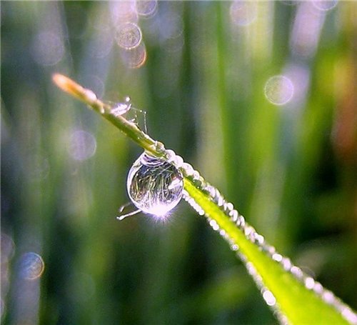 Капелька :) — Интересное и необычное: фотоподборки