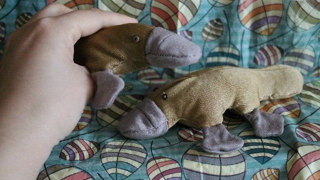 Утконосы для поднятия настроения (фото 5)