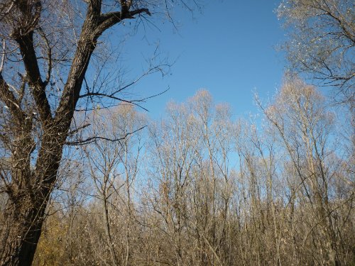 Золотая осень. Старый Оскол, Белгородская область (фото 8)
