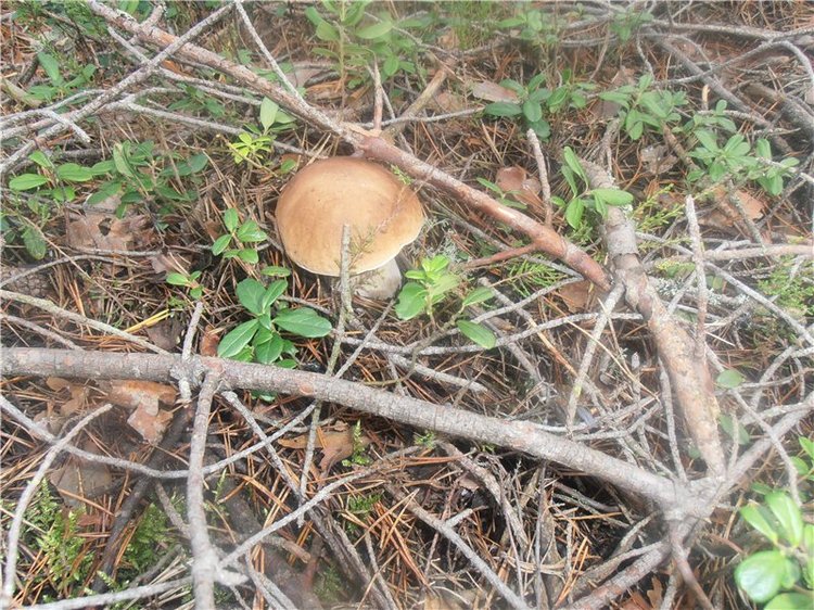 Любителям природы и походов за грибами (фото 4)