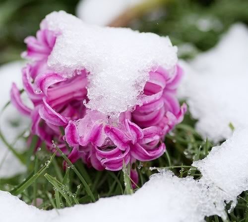 В душе моей Весна! Как наша Паолочка повзрослела