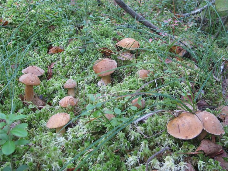 Прогулки Эмили по осеннему лесу | Бэйбики Прогулки Эмили по осеннему лесу