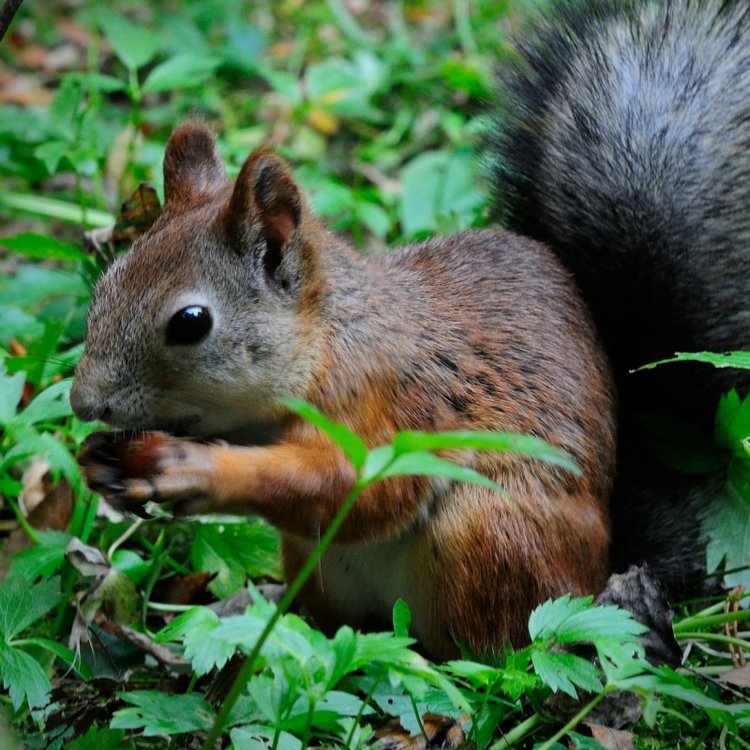 Люблю я пышное природы увяданье
