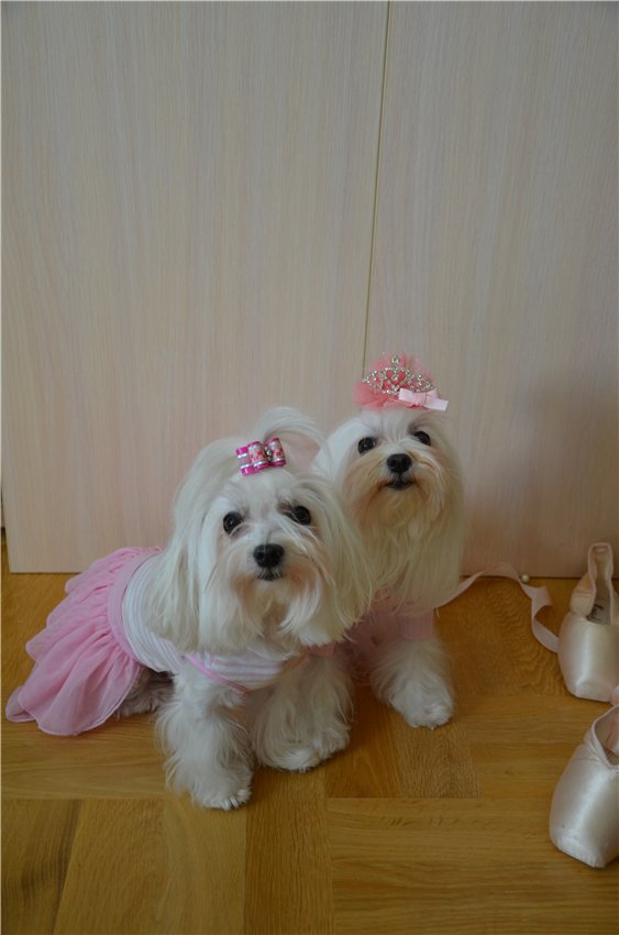 Балерина Хлоя или наше участие в конкурсе "Кукла и питомец"